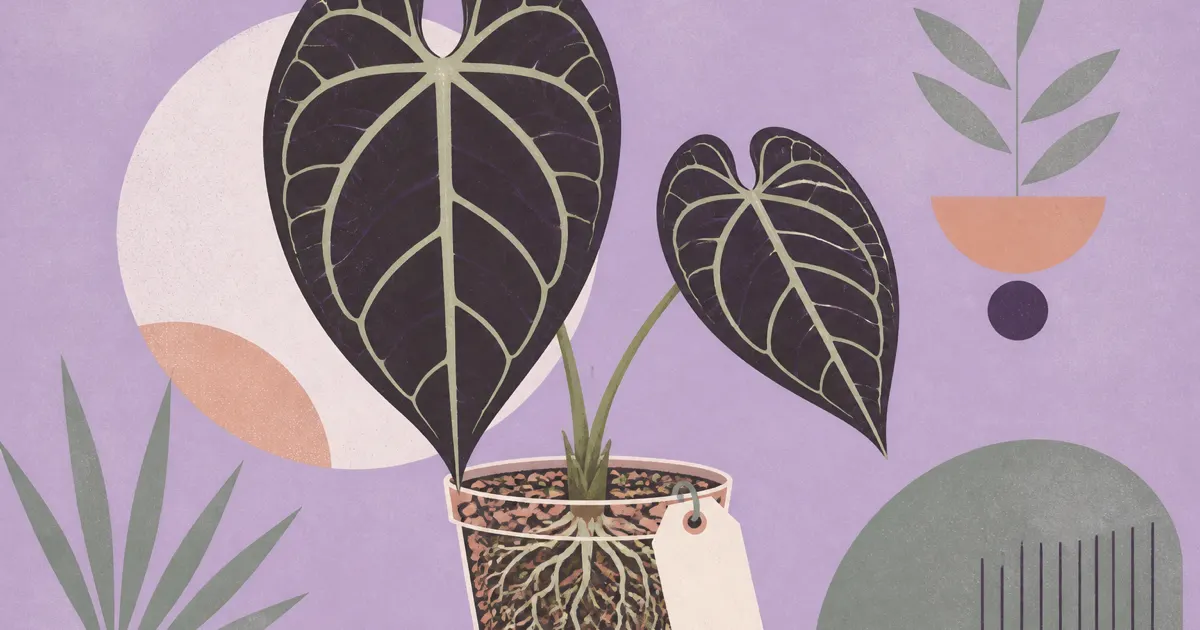 Geometric screenprint illustration of an Anthurium clarinervium with dark heart-shaped leaves, pale veins, roots, and a plant tag