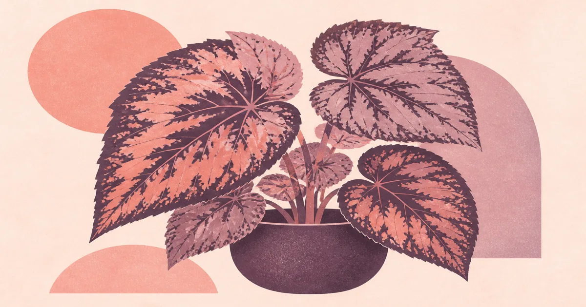 Geometric screenprint of patterned begonia leaf shapes on blush paper