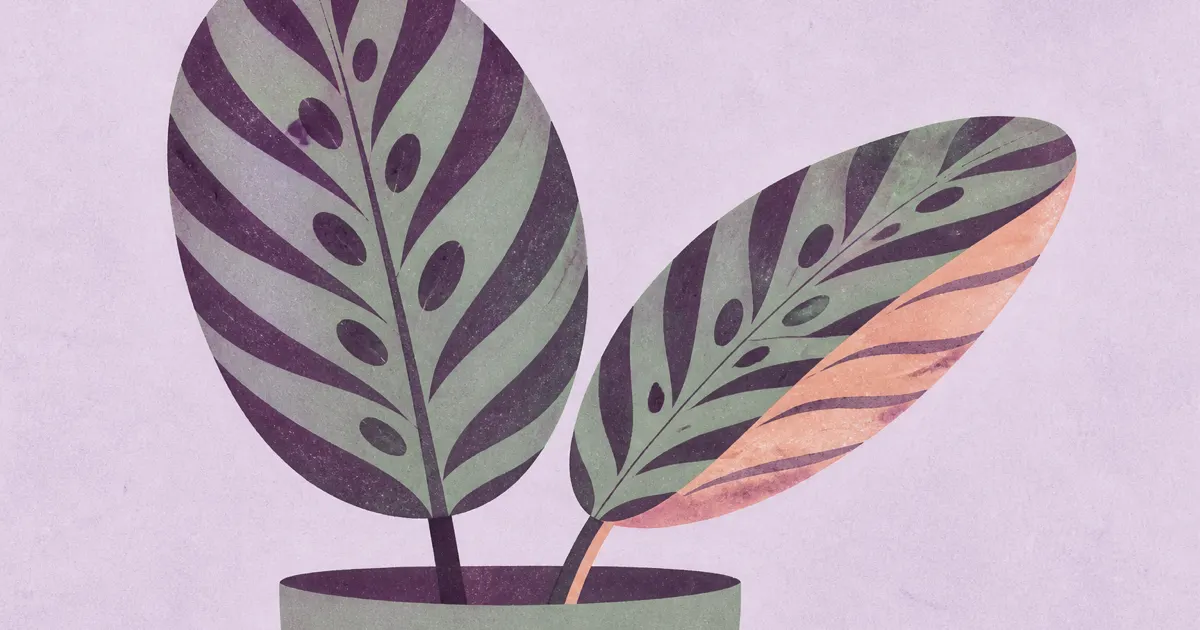 Geometric screenprint of patterned Calathea leaves on lavender paper