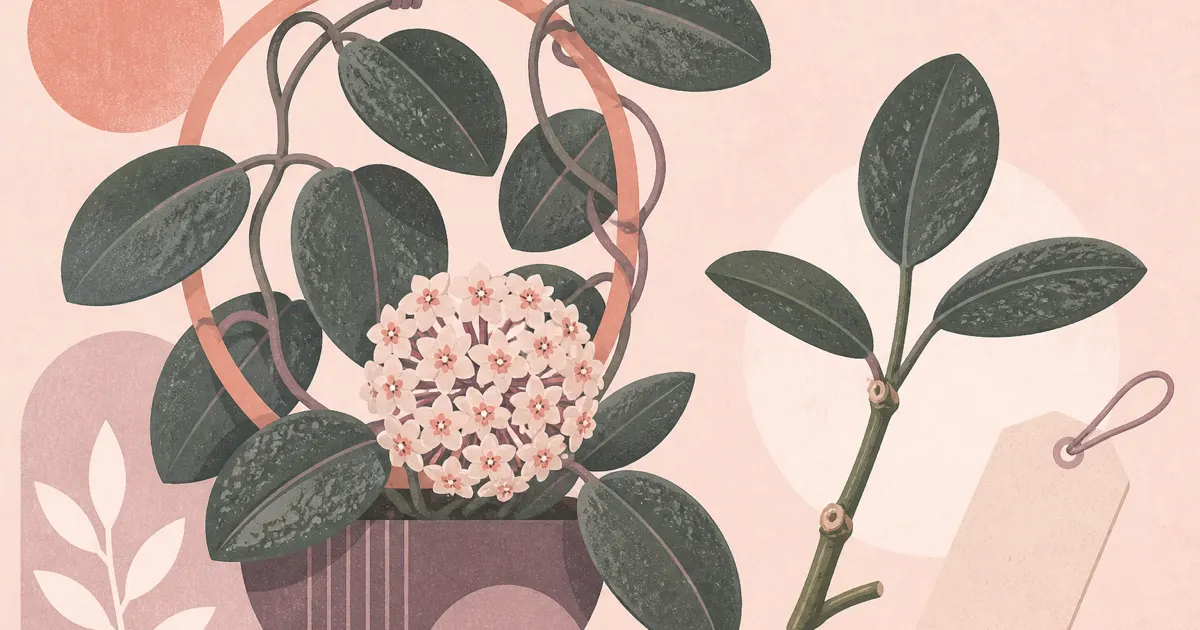 Geometric screenprint illustration of a Hoya carnosa vine with waxy leaves, flowers, a cutting, and a blank plant tag