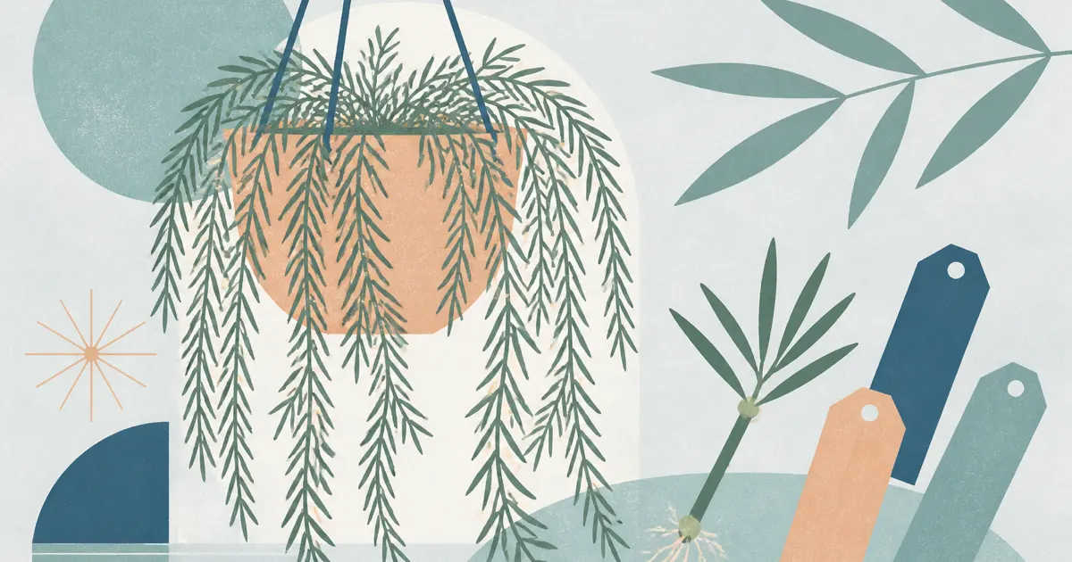 Geometric screenprint illustration of a trailing Hoya linearis in a hanging pot with a cutting and plant tags
